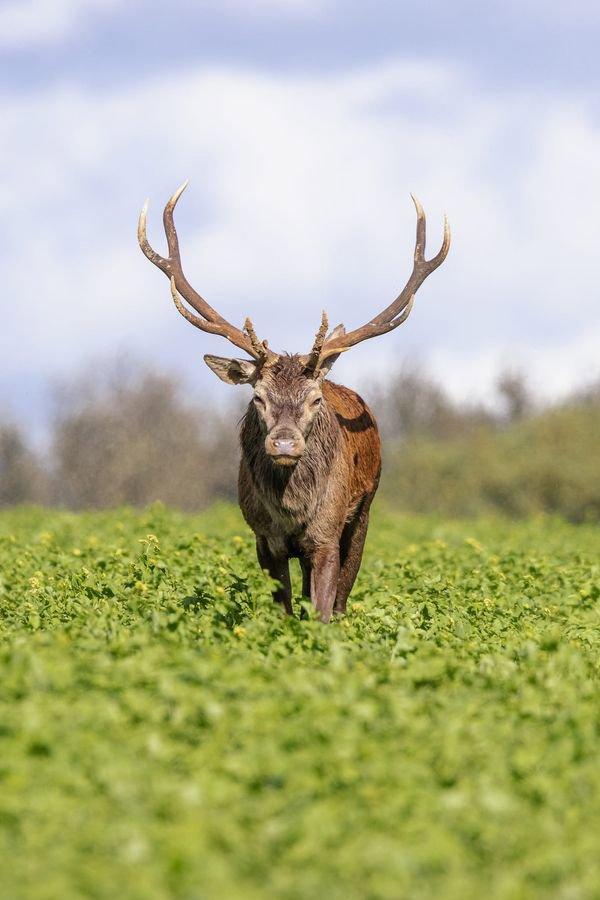 🦌 Brame du cerf 2023 🦌
