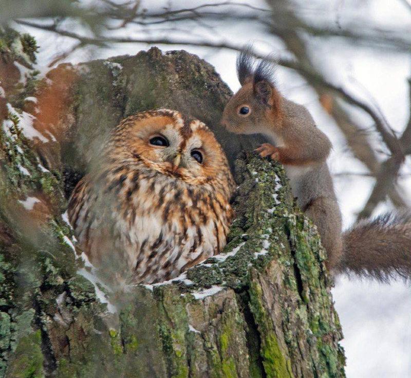 🦉Милота дня: петербурженка сфотографировала сову, которая отняла домик у белки.
