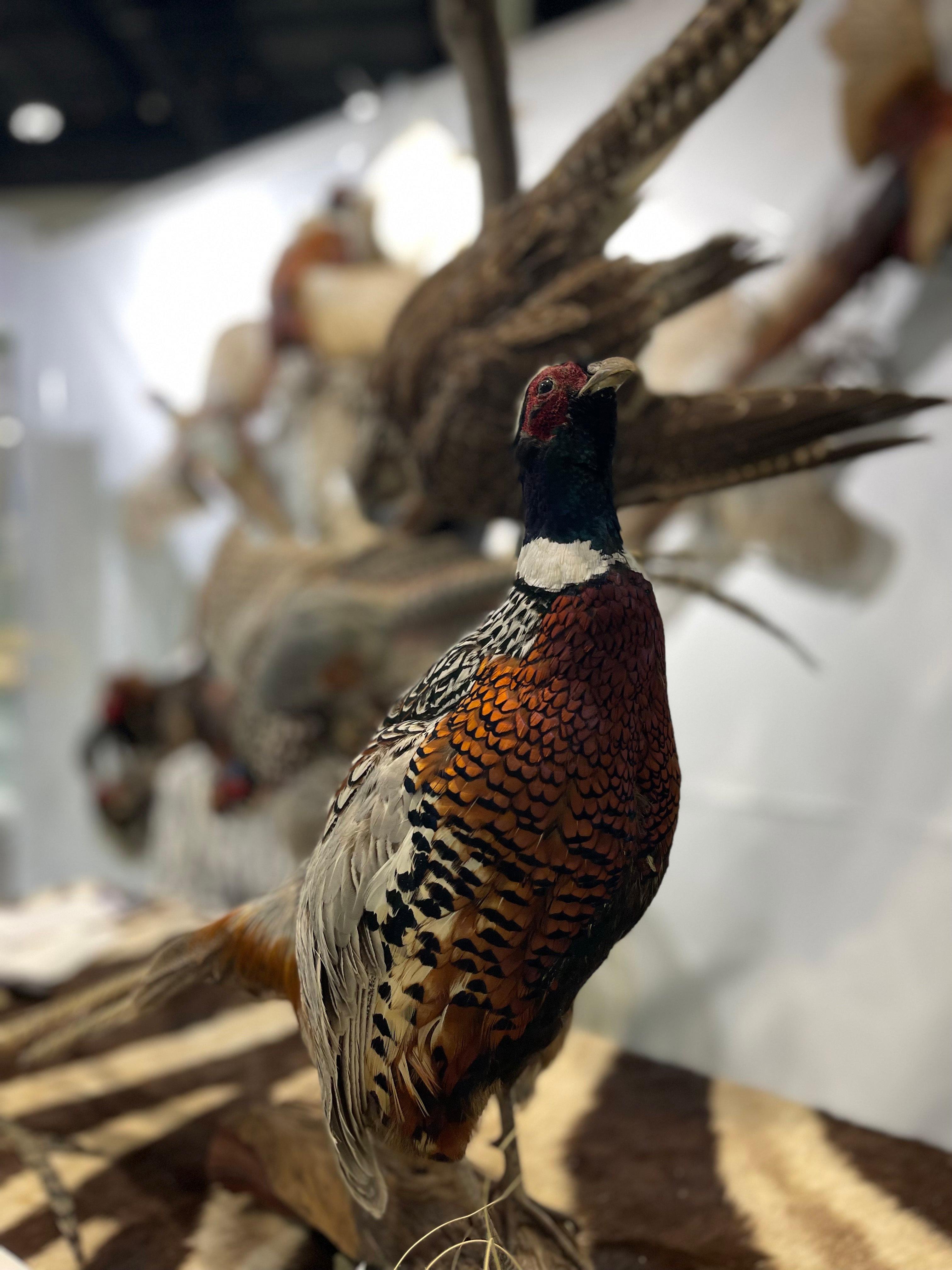 Taxidermy, the intricate art of preserving animal specimens, has long captivated the hearts of hunters and nature enthusiasts alike.