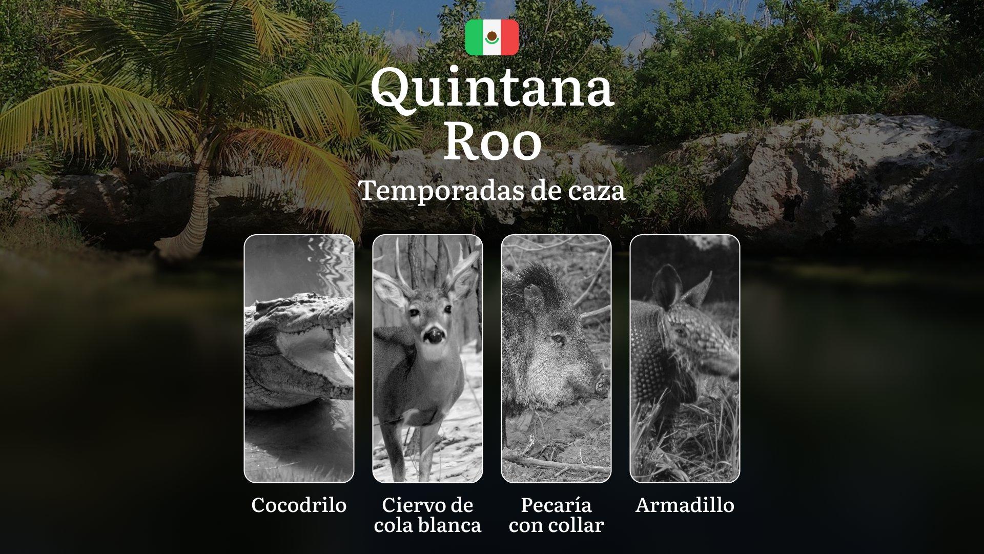 Temporadas y períodos de caza en Quintana Roo: Fechas, Regulaciones y Consejos para una Caza Exitosa