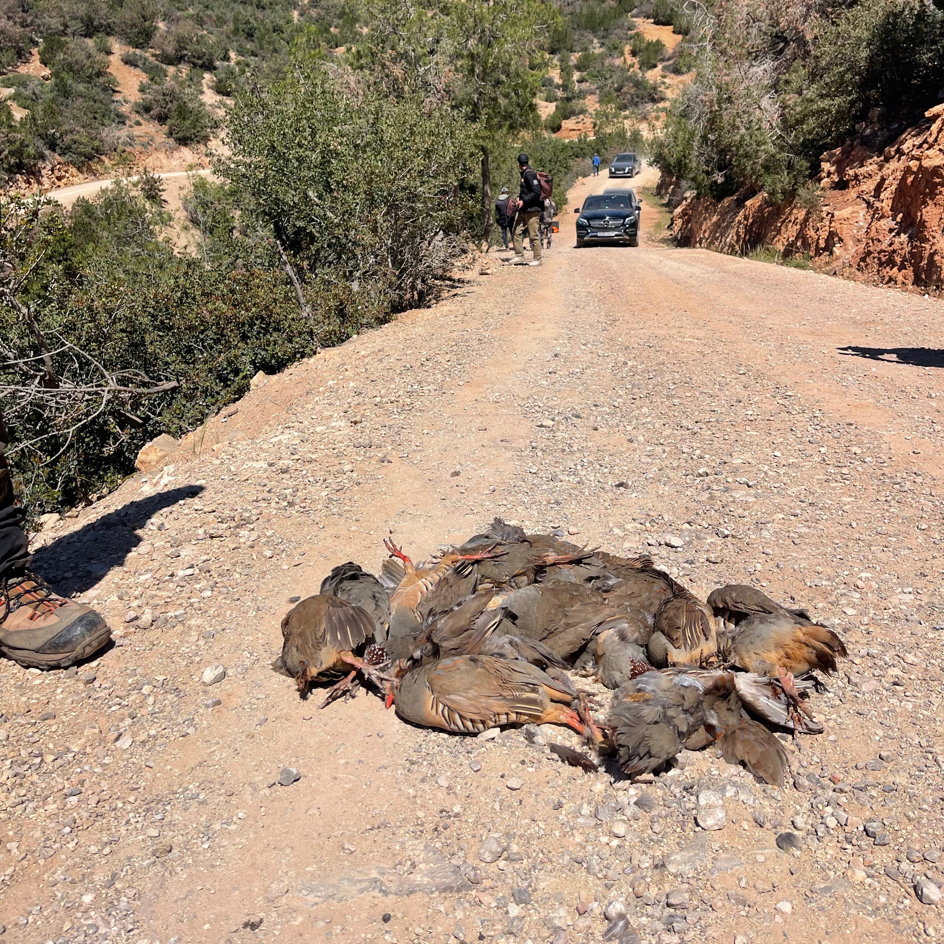 🪶 Partridge Hunting banner