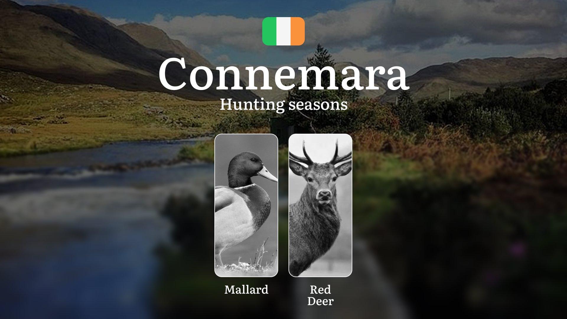 CONNEMARA'S Wild Rhythms: Hunting Calendar, Coastal Game Patterns, and Licenses in Ireland's Atlantic Frontier