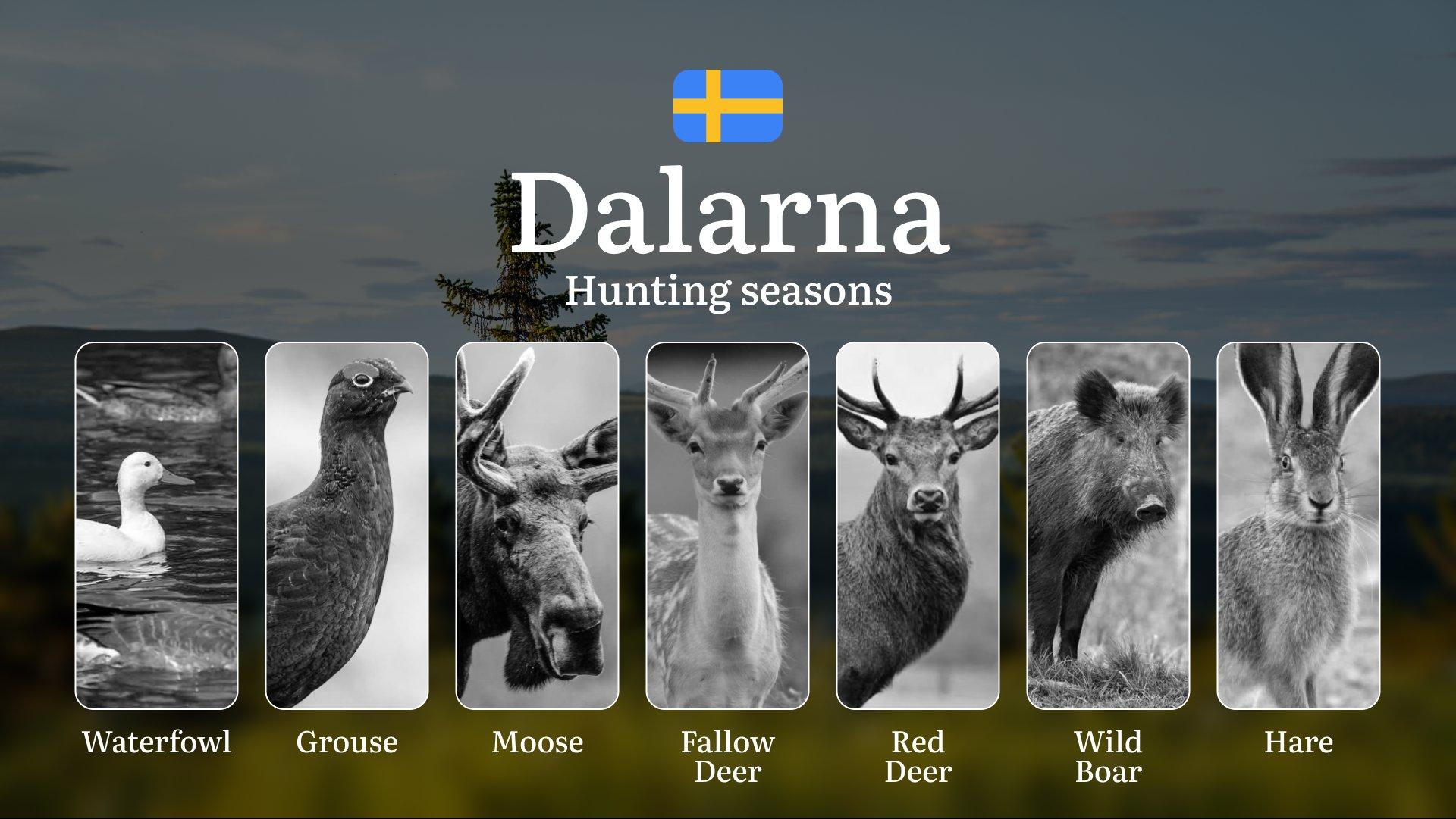 Hunting Periods and Local Rules in DALARNA: Species You Can Hunt Throughout the Year, Seasonal Activity of Game, and the Steps to Get a Legal Hunting License in the Region