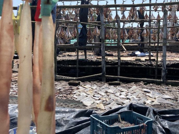 Checking illegal trade of marine life in Bangladesh: A long way to go