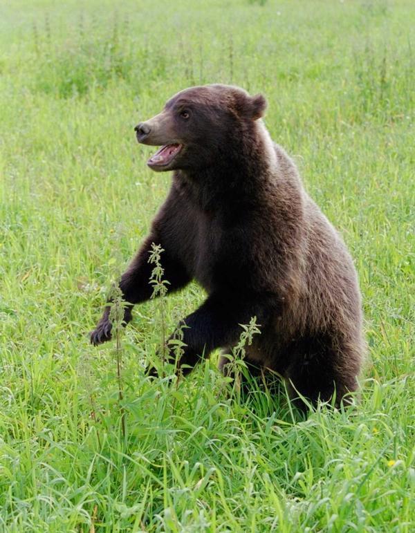 Eirāzijas brūnais lācis ir lāču dzimtas viena no brūno lāču pasugām.