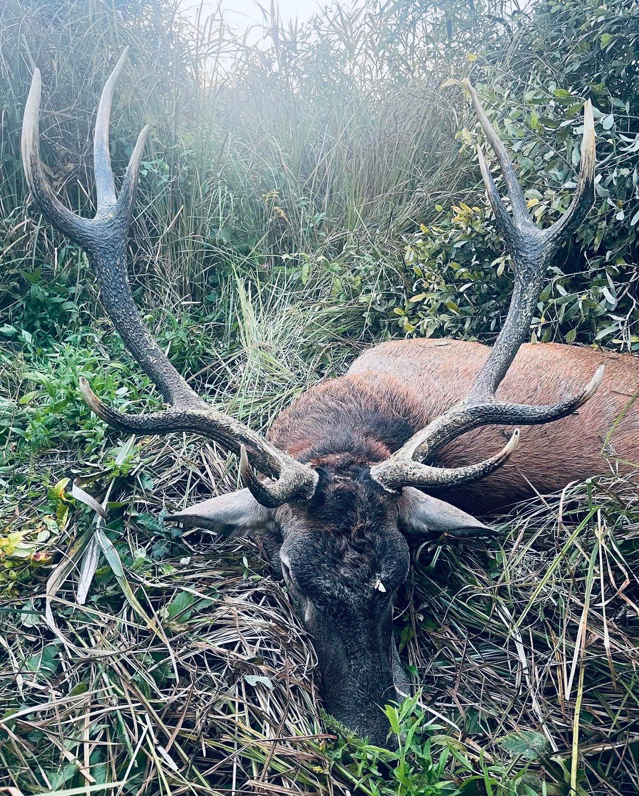 Hunting in Belarus 2025: Full Guide to Game Species, Seasons, Methods, Permits, and Prices