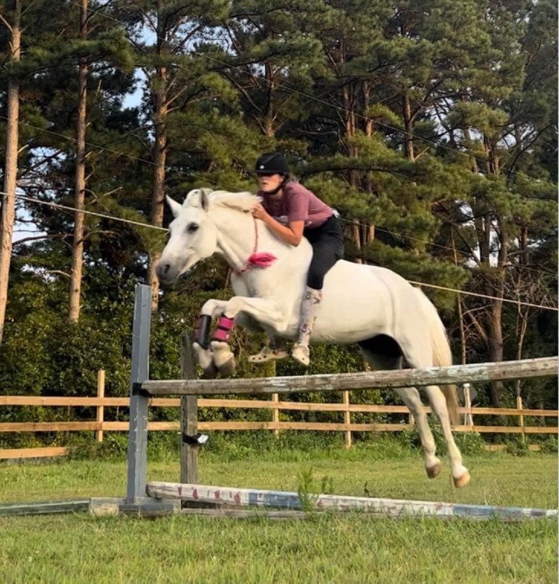 out of all of the tricks i’ve taught my horses, bridleless has got to be my favorite.