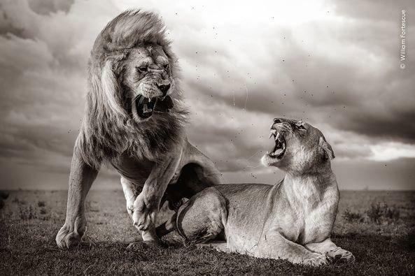 La 60ème finale du concours annuel Wildlife Photographer of the Year, l'un des plus importants au monde, n'aura lieu qu'en octobre - mais pour ne pas l'oublier, les organisateurs du concours ont jusqu'à présent publié plusieurs photographies qui ont atteint les finales