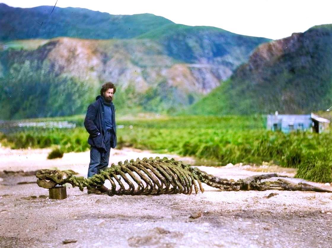 Scientist of the Australasian Antarctic Expedition Harold Hamilton poses with the skeleton of a sea lion, 1913.