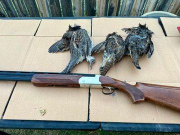 Beautiful country to hunt mountain grouse.