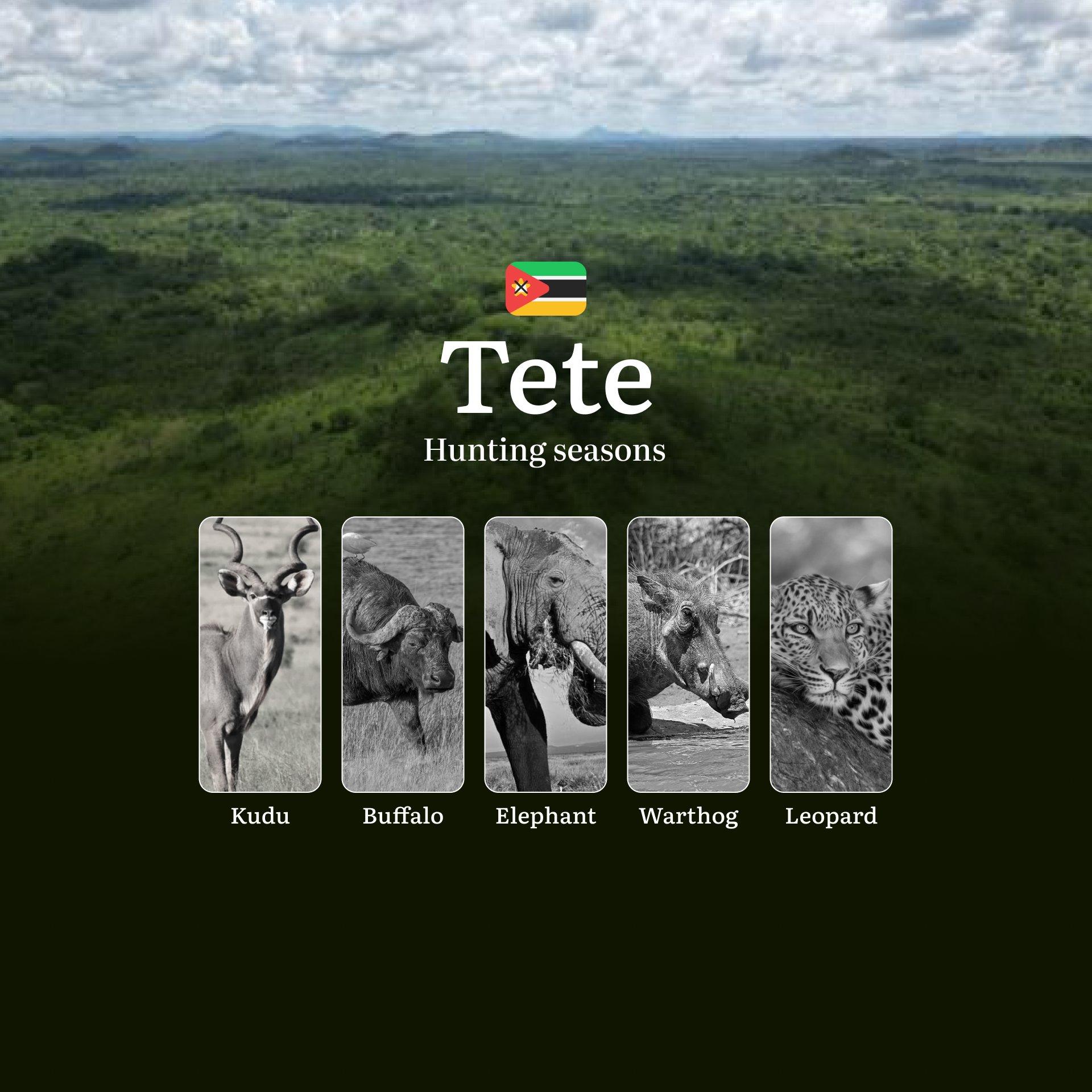 The Rhythm of Tete's Hunting Calendar– Where Desert Winds, Termite Mounds, and DNA Samples Tell the Story of Africa's Last Wilderness