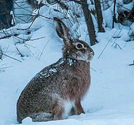 Охота на зайцев - это одна из самых популярных форм охоты, которая широко практикуется в различных регионах мира.