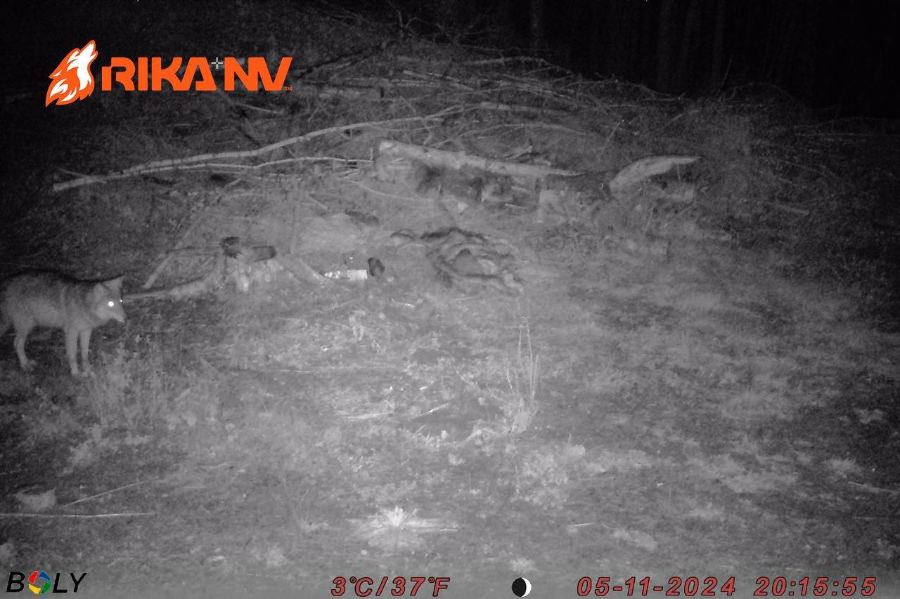 While Evgeniy went to conquer the mountain peaks, our RikaNV team in Belarus is preparing for a new wolf hunt🐺🔥
