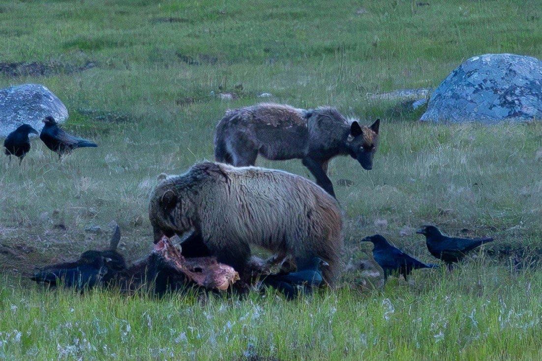Wolf charges Bear, then Bear charges the Wolf.