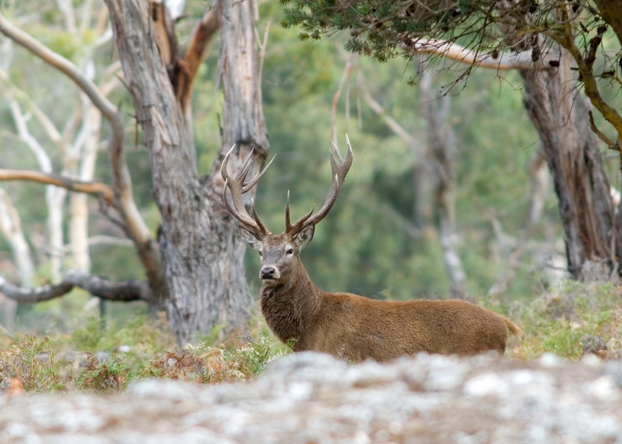 Victorian Alpine Hunting: Traditions and Challenges in High-Country Terrain, Demographics, Legislation System, Associations and Clubs, Laws and Hunting Seasons 