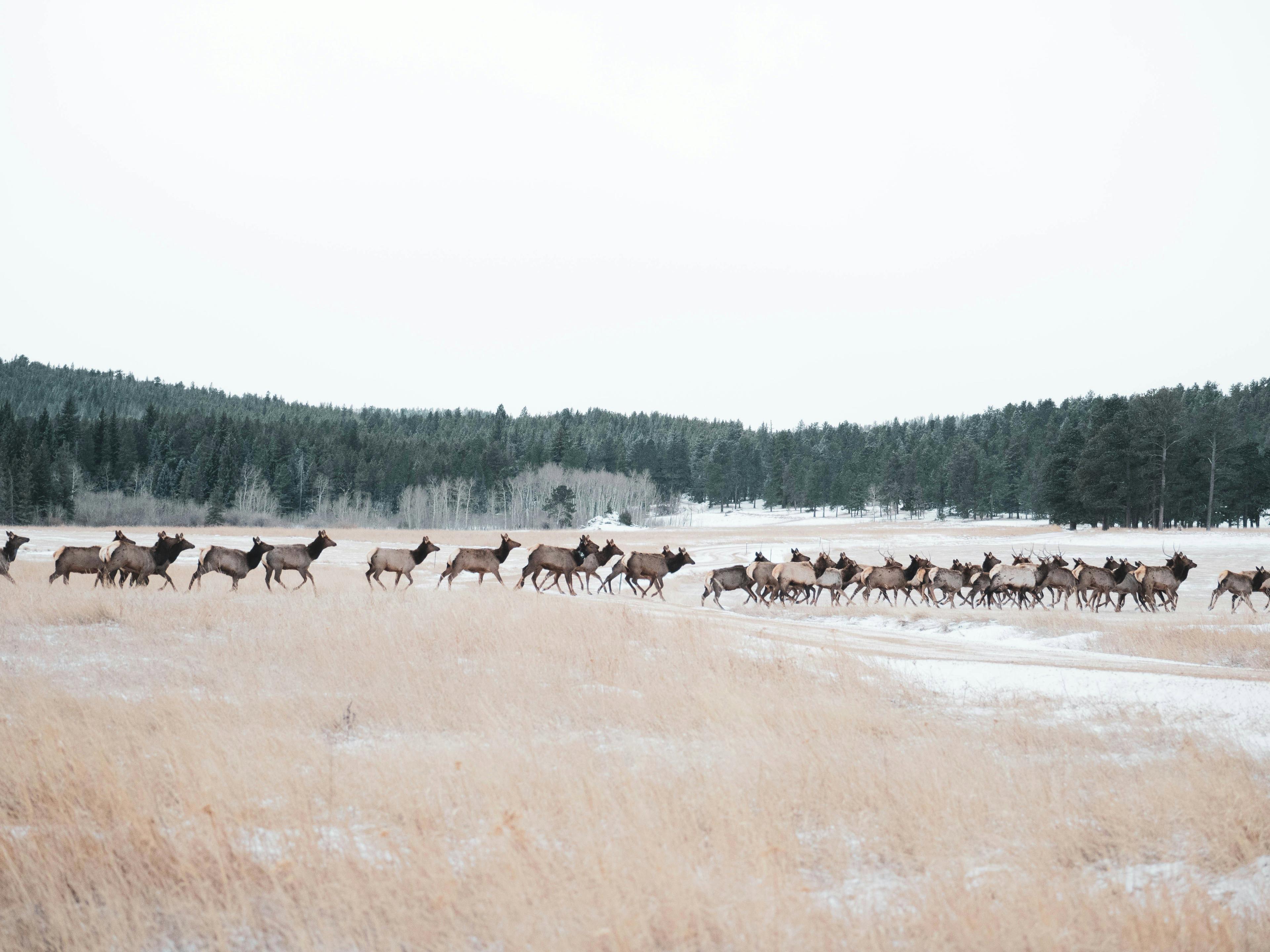 British Columbia Confirms Deadly Deer Disease Outbreak: Nearly 100 Animals Lost to Epizootic Hemorrhagic Disease as Province Expands Hunting to Fight Chronic Wasting Disease