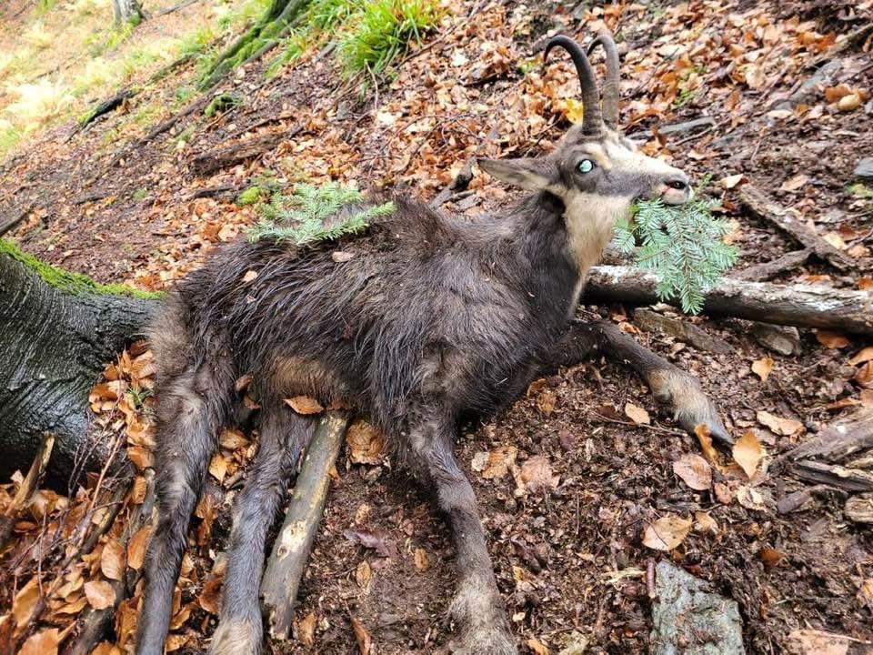 Chamois ( Rupicapra rupicapra) hunted in Slovenia with Pannonvad .