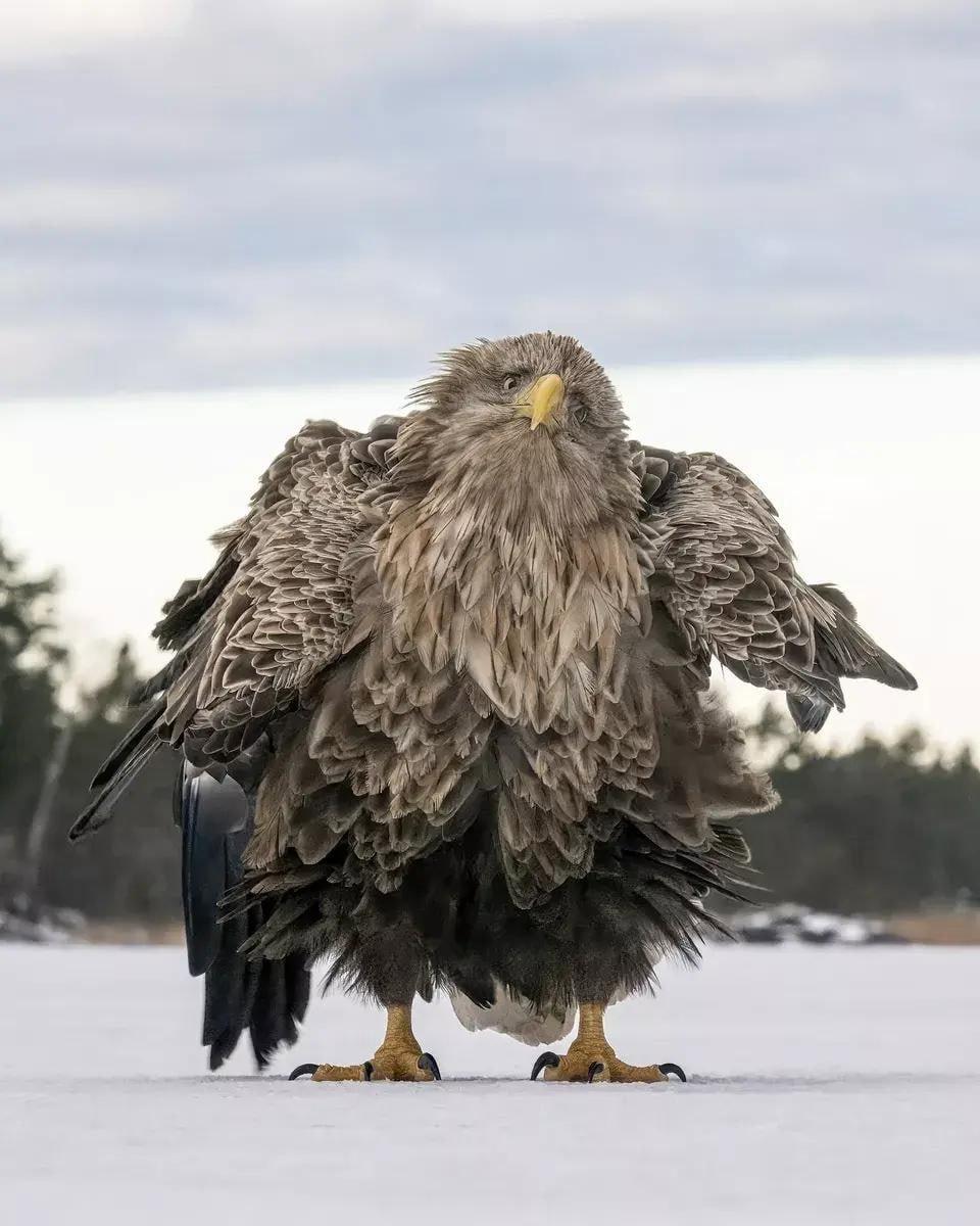 Объявлены победители конкурса Comedy Wildlife Photography Awards за самые смешные кадры из жизни дикой природы.