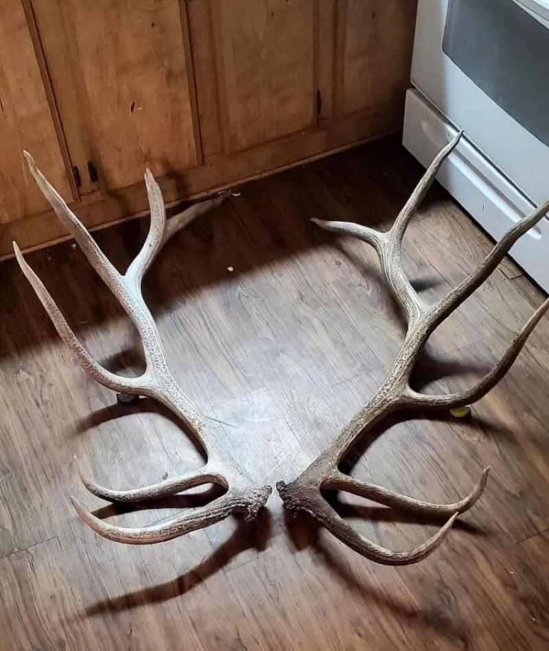 If you want all the Deer spins ,  I can do that.
