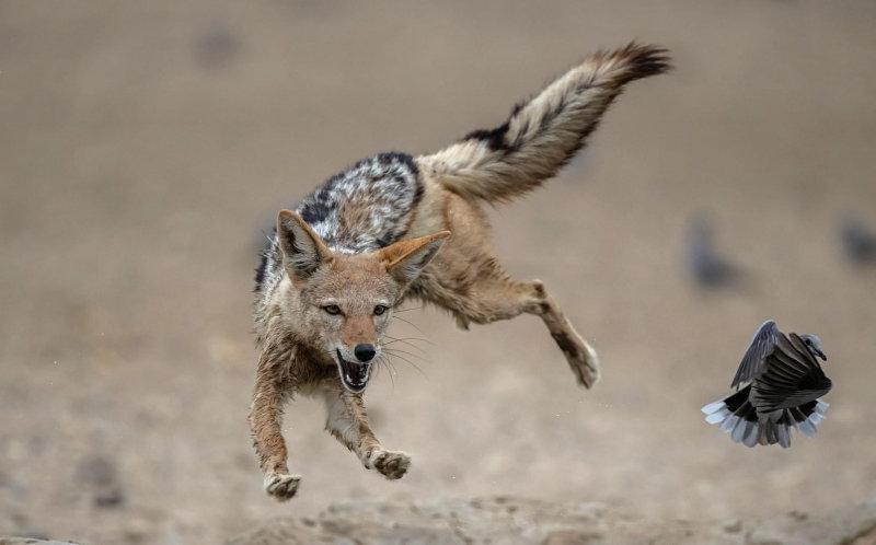 'Jackal leap over rocks' Image by Kathy Kay.