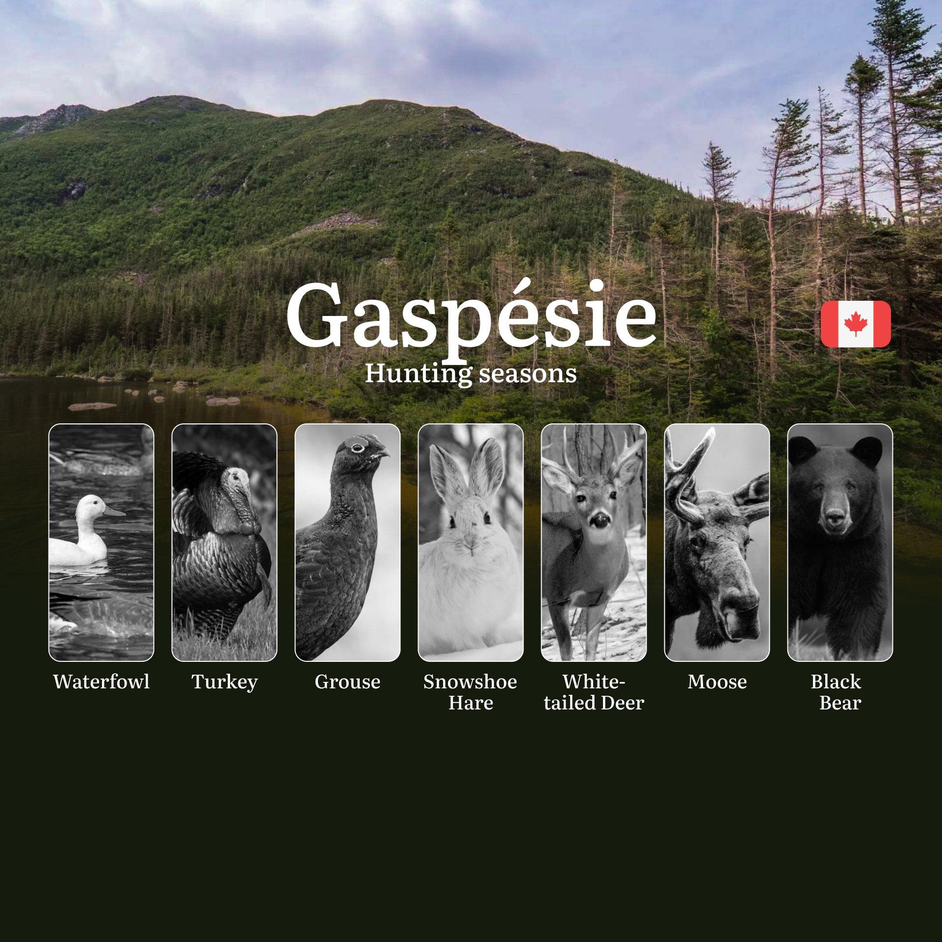 Hunting Seasons in GASPÉSIE: Opening and Closing Dates, Required Licenses and Key Rules 