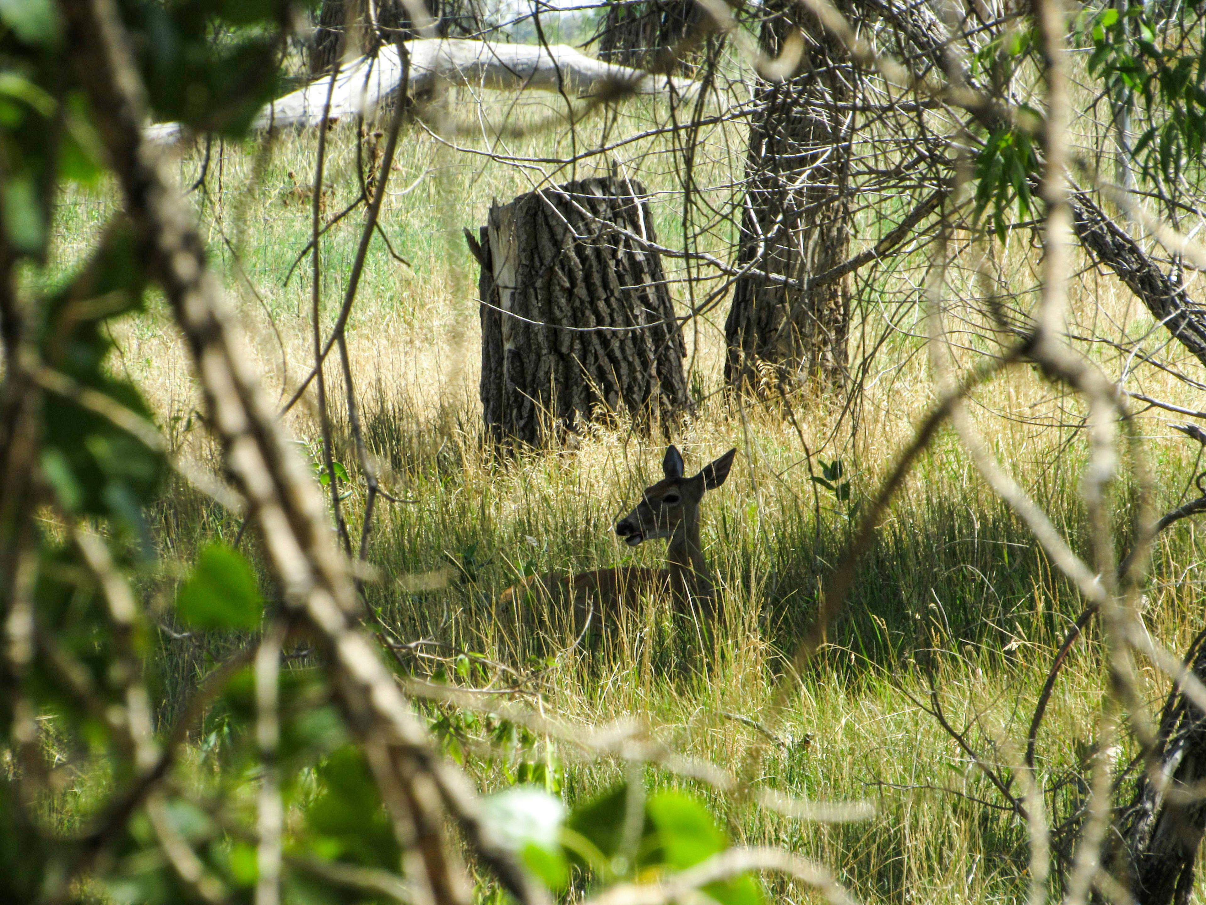 Tasmanian Deer Population Growth Matches Projections – Hunting Remains Vital for Wildlife Management