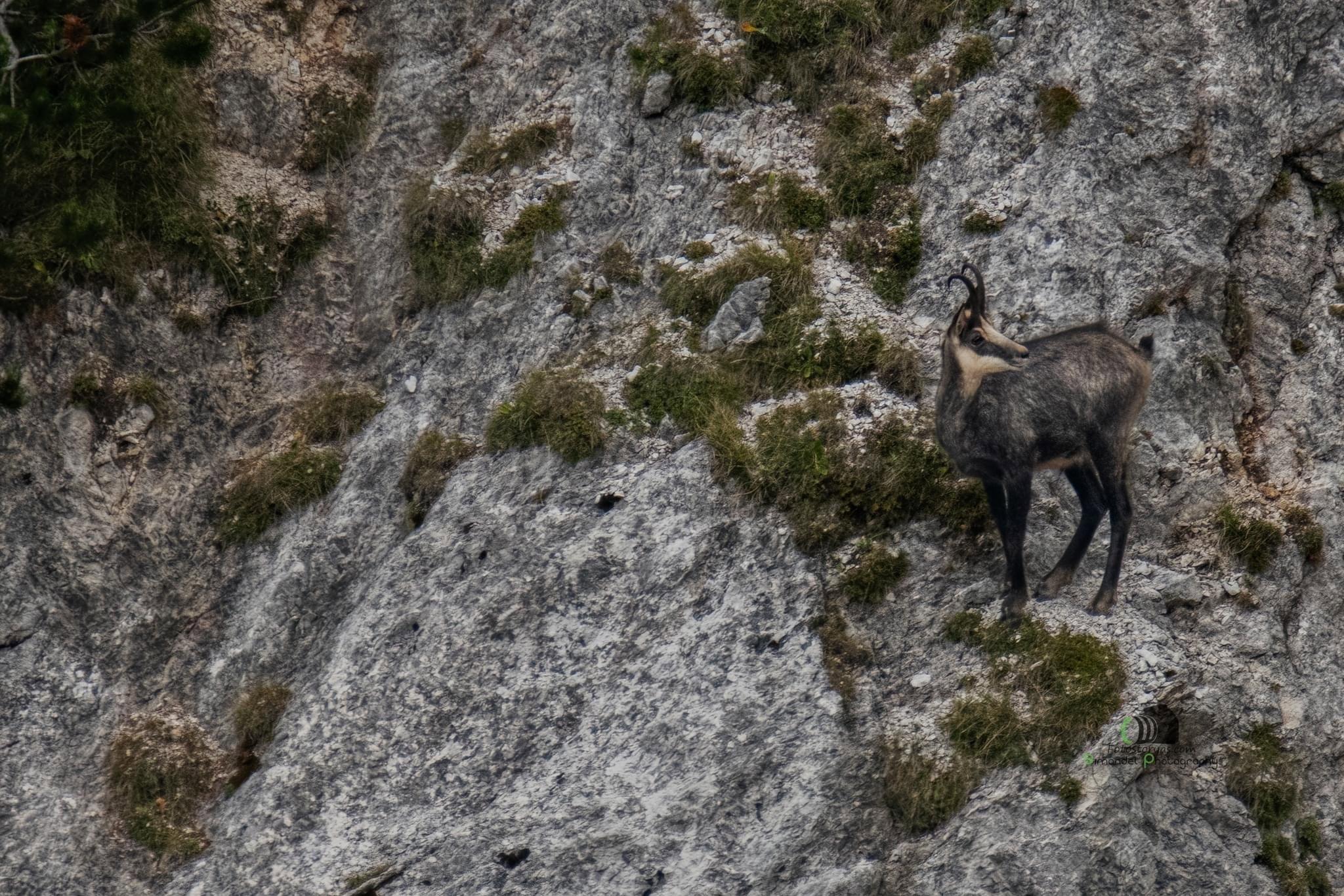 Slovenian Hunting Expedition to the Heights