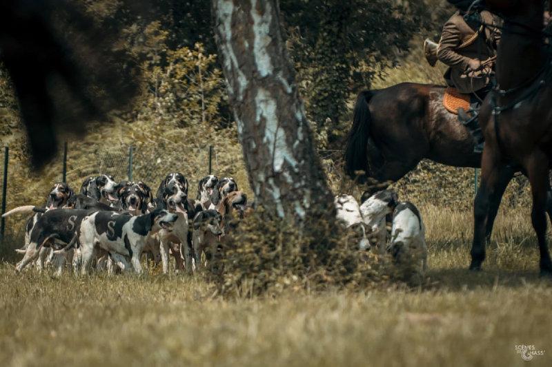 Bonjour à tous, retour en photo de la démonstration de chiens courants lors du salons de la chasse à Marions