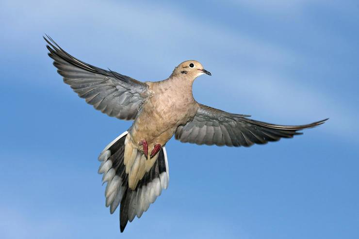 25 Tips for Dove Hunters