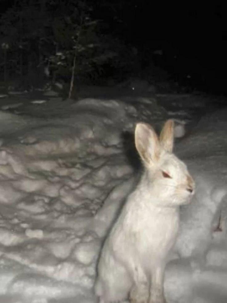 "Today while out hunting, I encountered some incredibly beautiful hares that simply took my breath away!