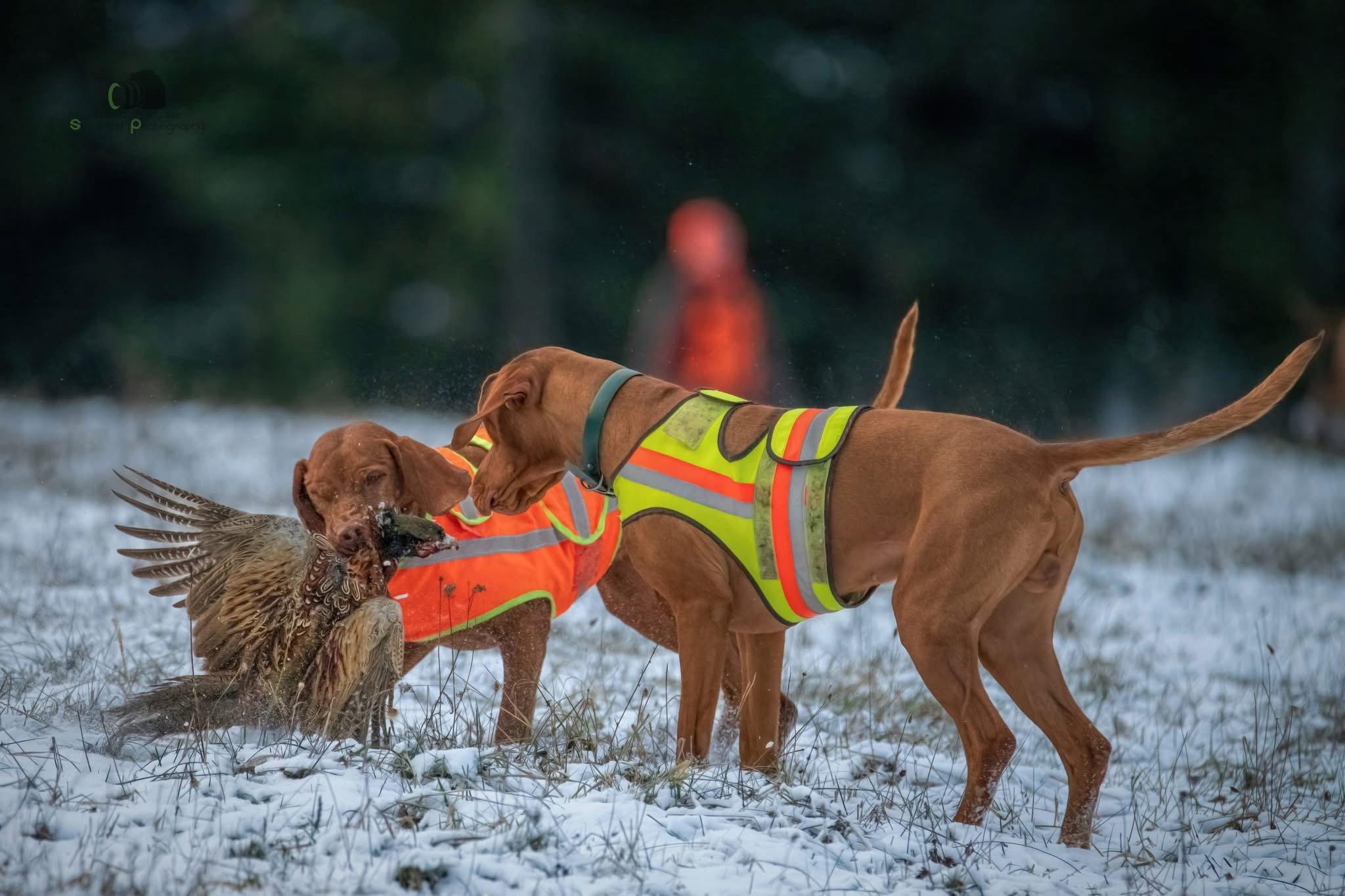 The first series of photos from a pheasant hunt in Northern Slovakia, the slopes of the Maninsky Mountains.