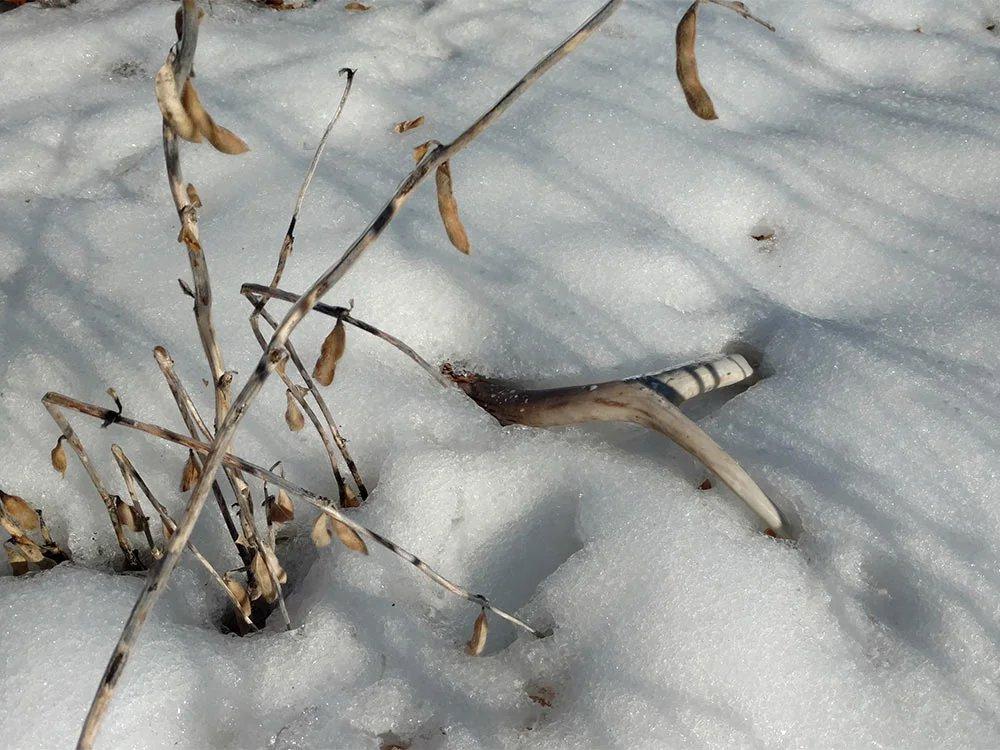 Shed Hunting 101: Expert Tips for Finding More Antlers This Spring