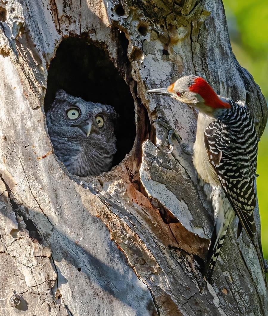 ❤️ Sharing the hilarious wildlife photos from the Comedy Wildlife Photo Awards 2024 finalists!