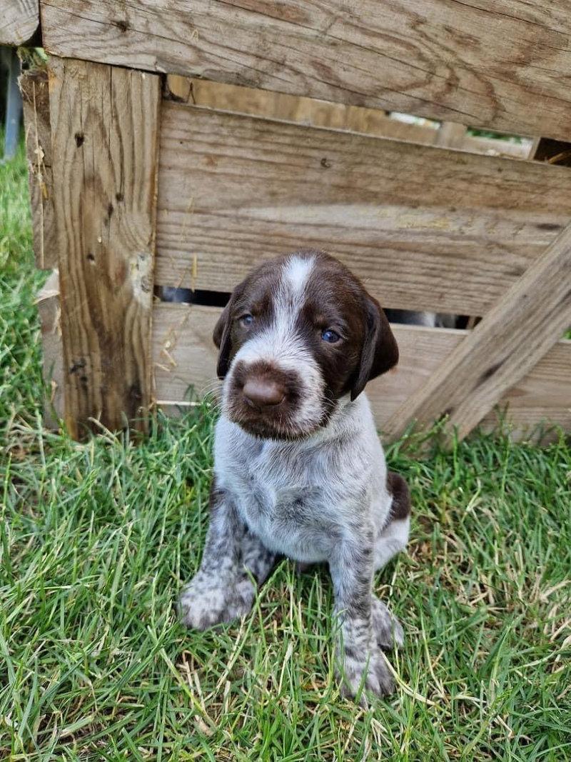 Chiots Drathaar LOF à réserver 