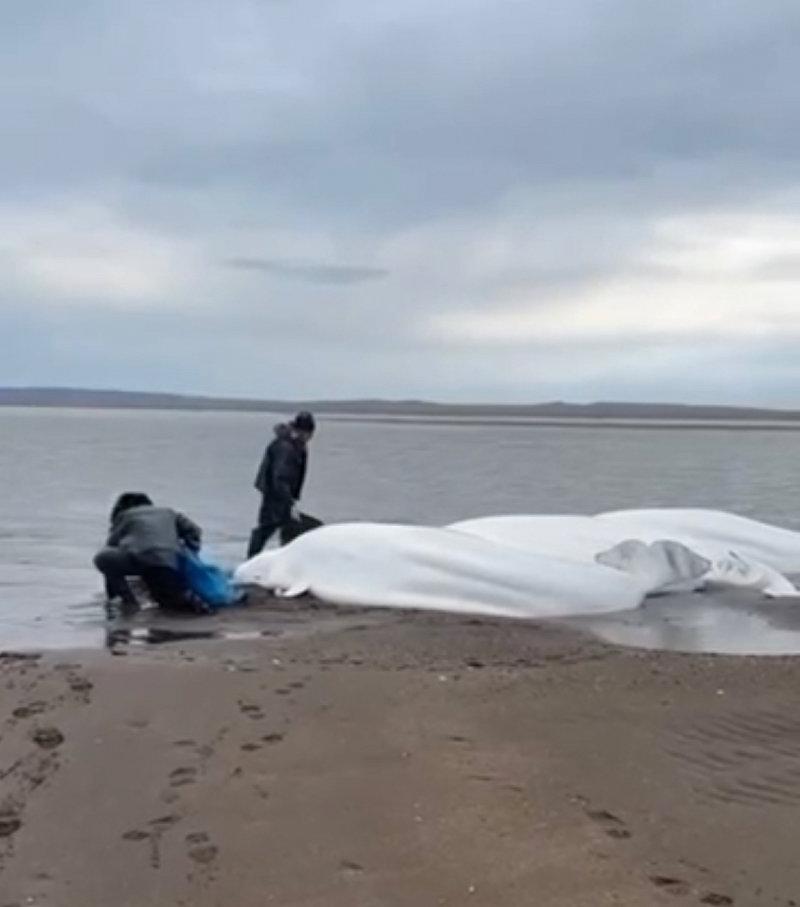 ベルーガの家族がカムチャツカの北に上陸しました。 ティギール川の河口で、釣りから戻ってきた漁師によって4匹の成虫と1匹のカブが発見されました。 彼らは潮が上がり始める前でさえ、水で動物に水をやり、魚に餌をやり始めました。 すべてのベルーガはなんとか生き続け、オホーツク海に泳ぎました。 地元当局は現在、漁師に感謝の手紙を送る準備をしています。