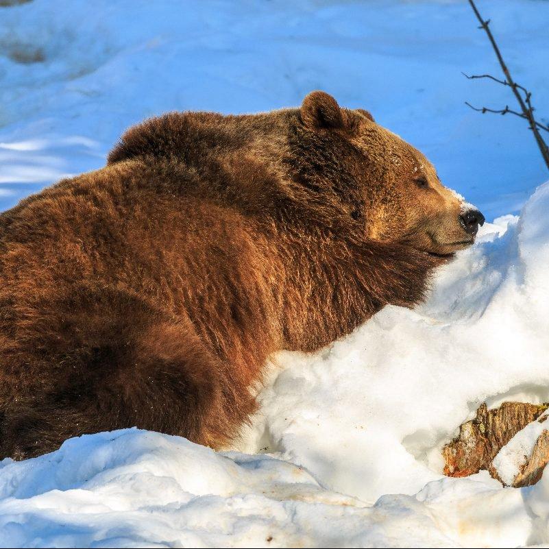 Спячка 