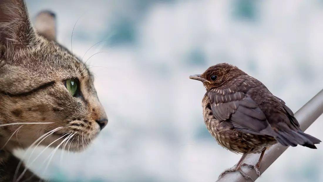 Animal welfare organisations speak out against German outdoor cat ban