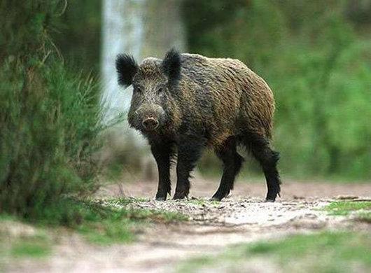 Mežacūku medības ir saistītas ar ievērojamām briesmām, jo ​​tās bieži steidzas pie medniekiem, un tēviņu "miljardi" ar saviem spēcīgajiem ilkņiem rada plīsumus; mātītes, kuru ilkņi ir mazāk attīstīti nekā tēviņiem, neuzmanīgos medniekus nogāž no kājām un sit ar priekšējiem nagiem.