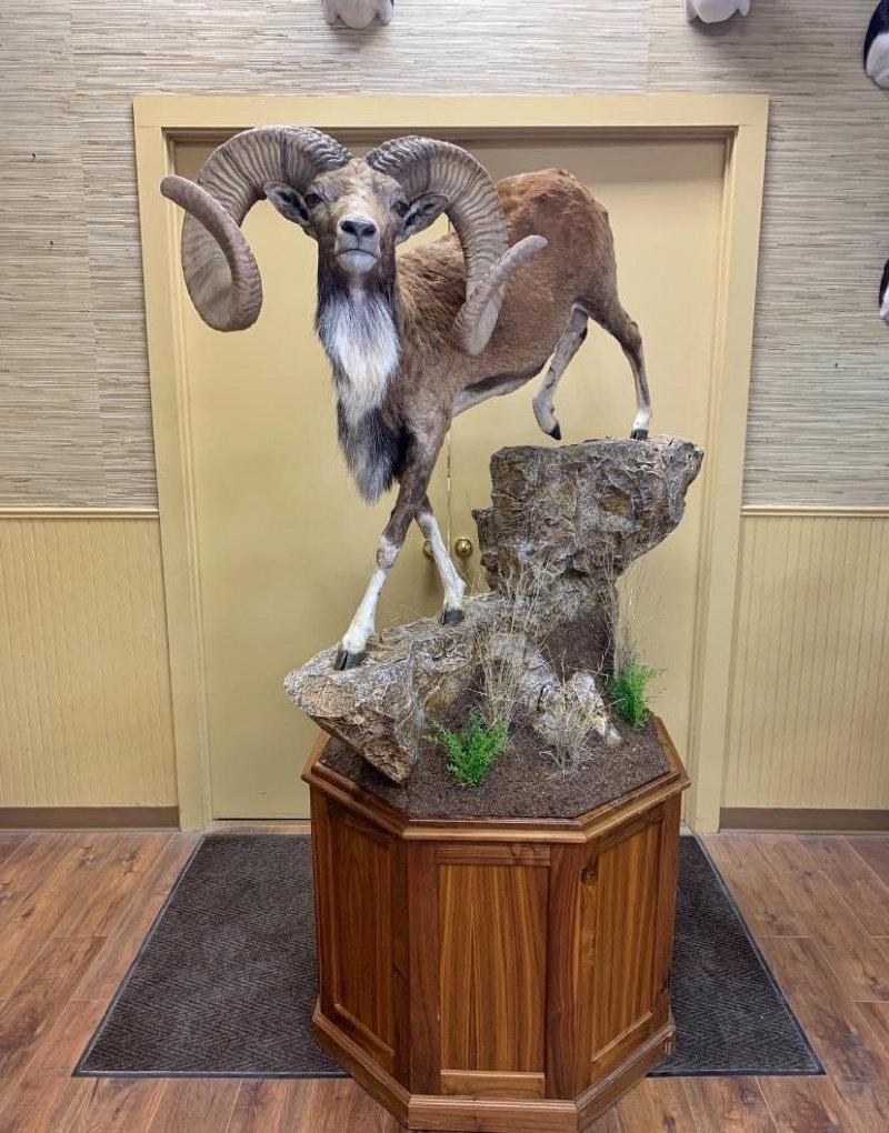 Something over the top about a GIANT Transcaspian Urial!