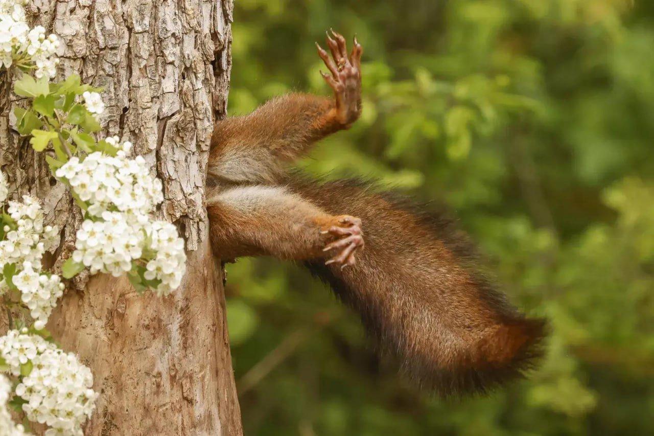 Объявлены победители конкурса Comedy Wildlife Photography Awards за самые смешные кадры из жизни дикой природы.