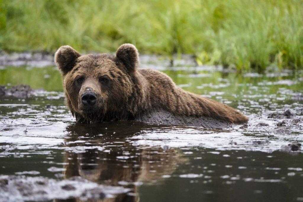 Kuusamo Hunting Secrets: Geography, Laws and Legislation, Hunting Seasons and Interesting Facts