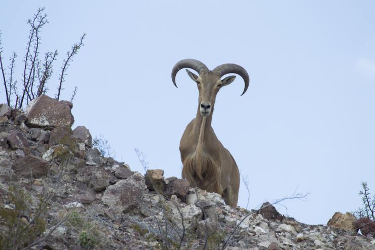 Aoudad Hunting: The Poor Man’s Sheep