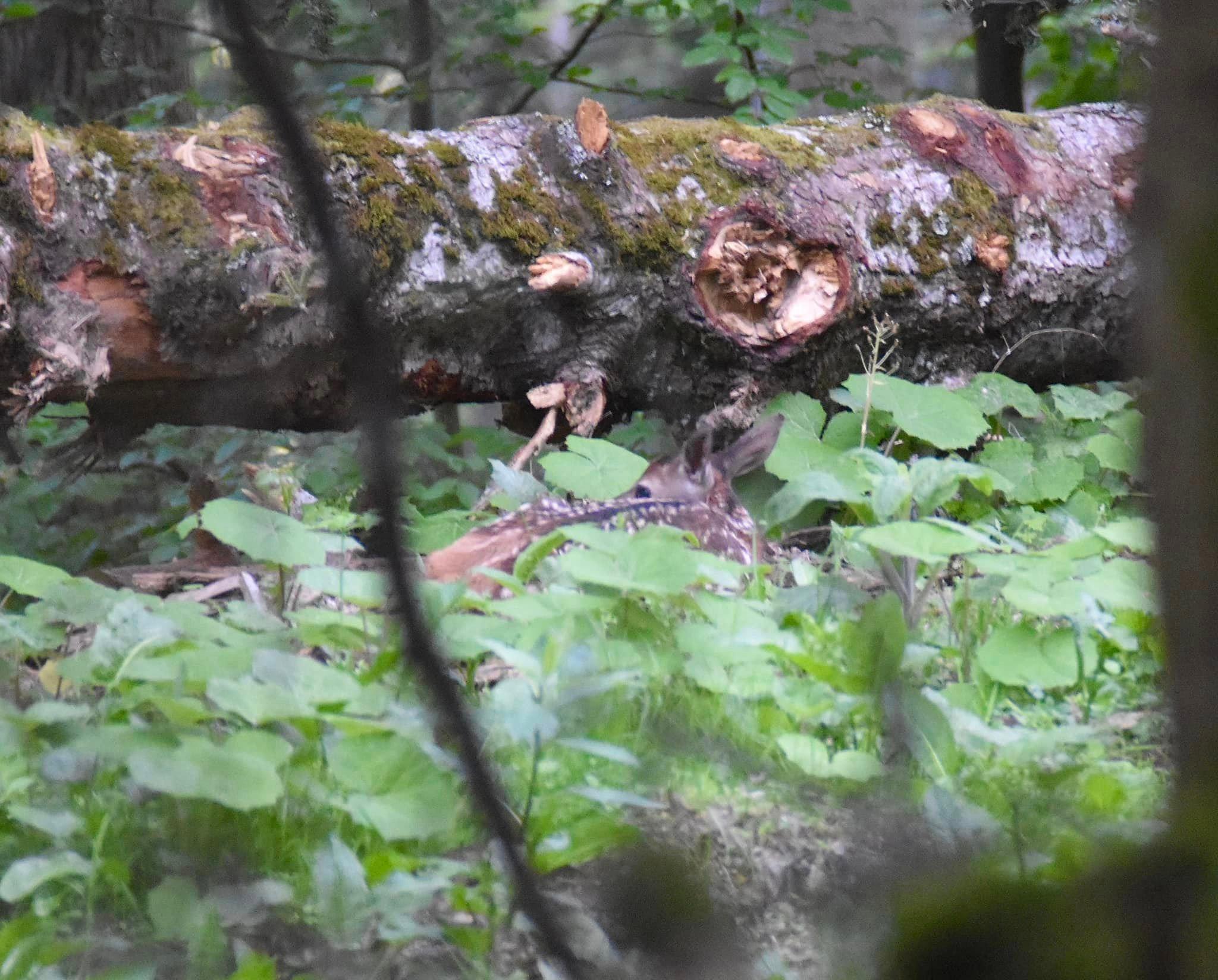 Bambi, au bord d’un chemin 😀￼ Petit rappel, ne jamais les toucher!