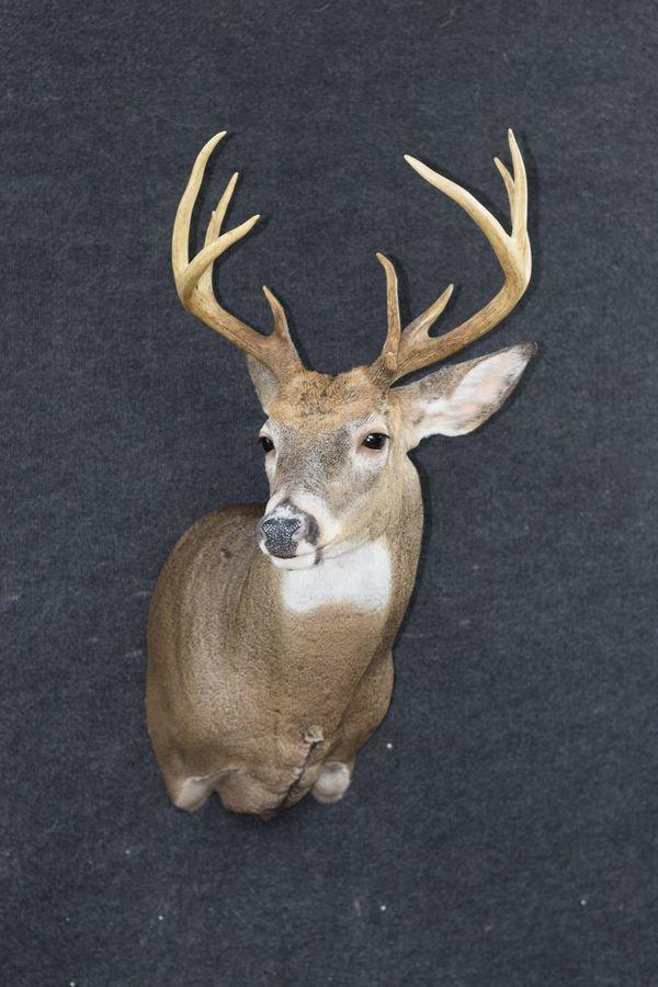 Just put the finishing touches on this beautiful PA archery whitetail.