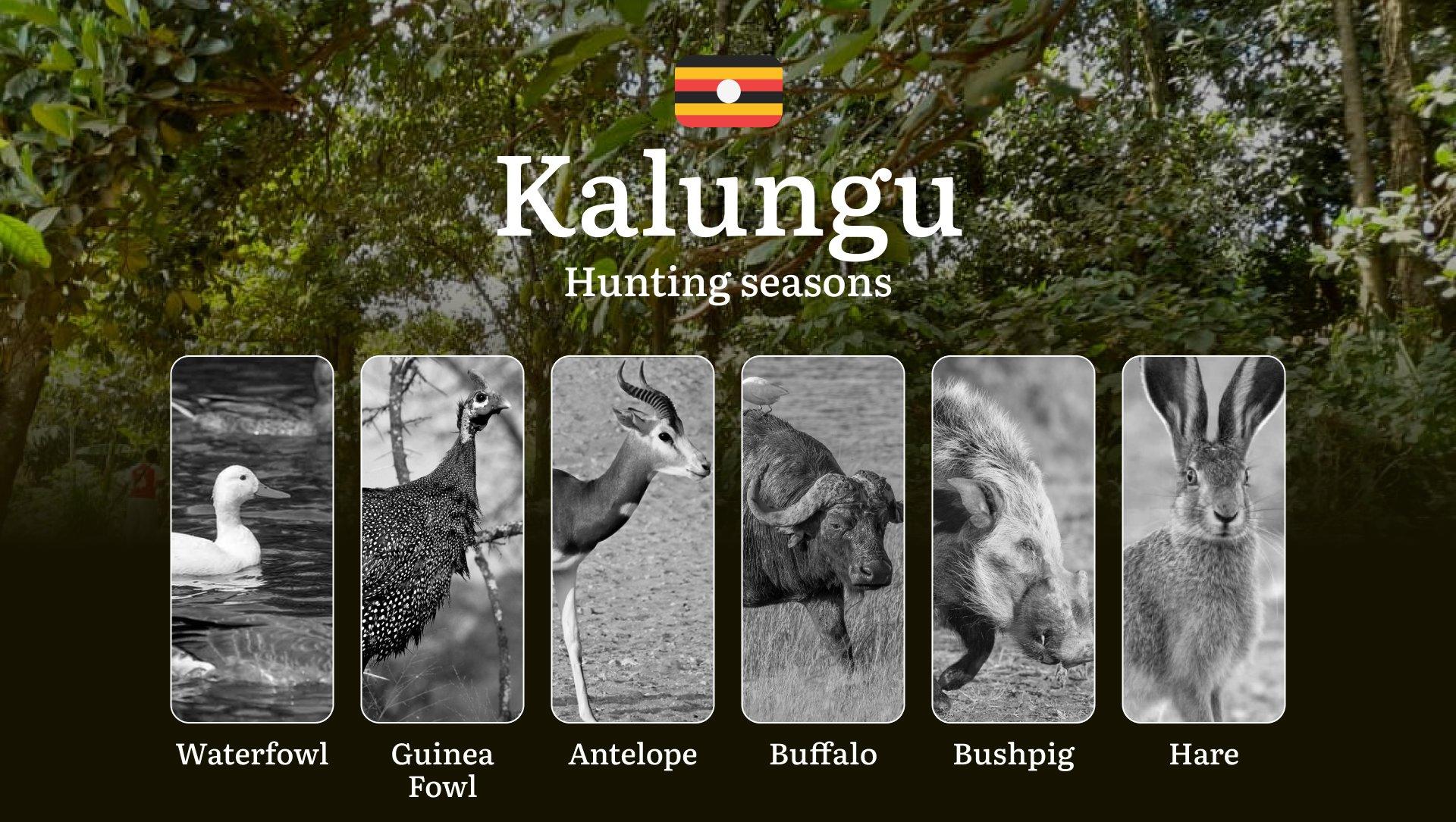 Scheduled Hunting Times in Kalungu: Area Regulations, Steps to Obtain a Hunting License, Sanctions for Breaching Hunting Periods, Tips on Timing, Gear Selection, and Hunting Methods