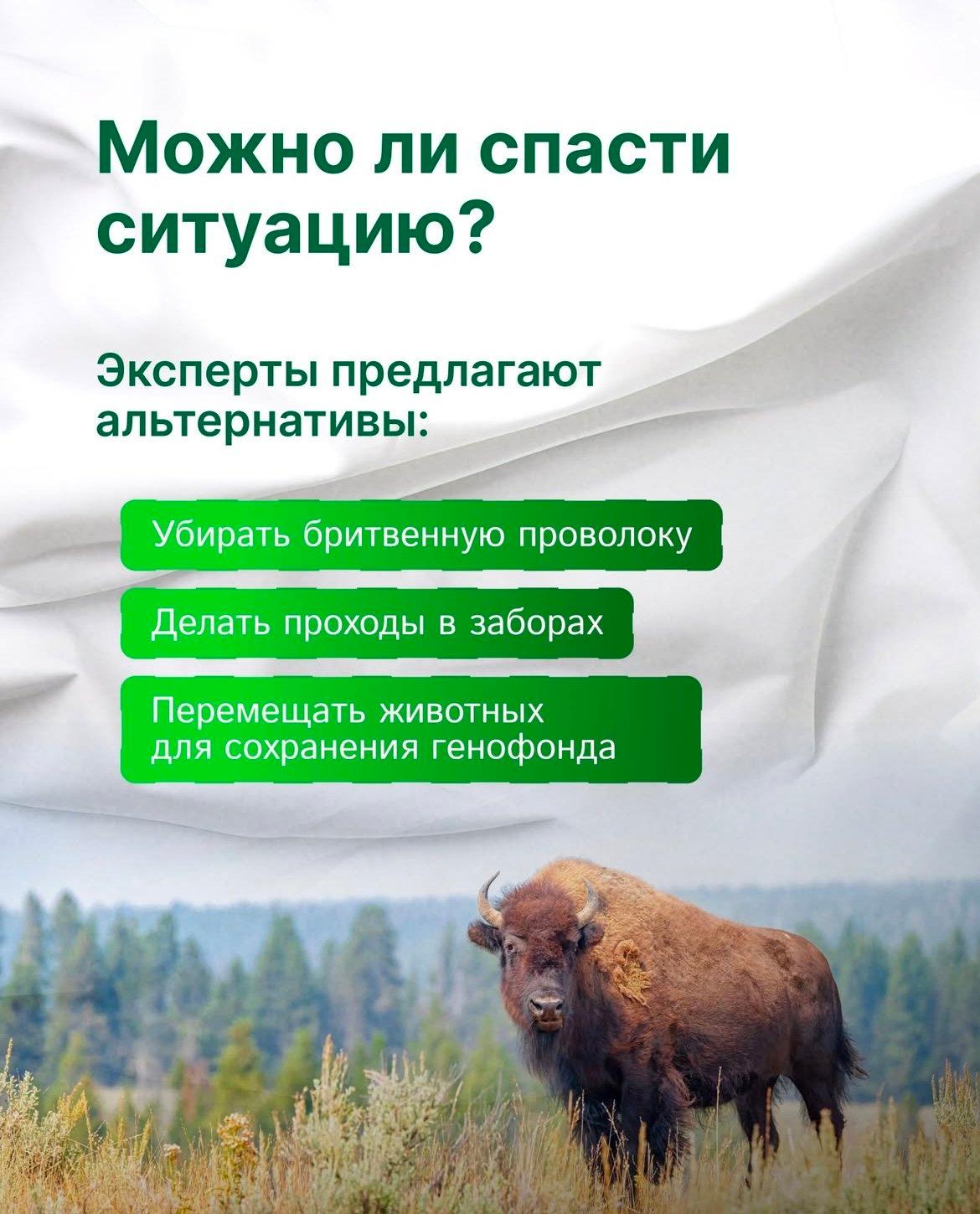 В последнее время в Европе активно возводятся разделительные заграждения, но цена таких барьеров - благополучие природы.