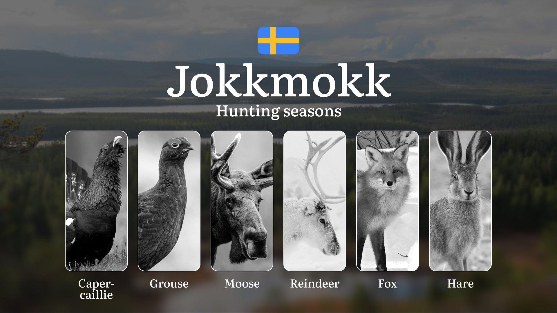 Hunting Periods and Local Rules in JOKKMOKK: Species You Can Hunt Throughout the Year, Seasonal Activity of Game, and the Steps to Get a Legal Hunting License in the Region