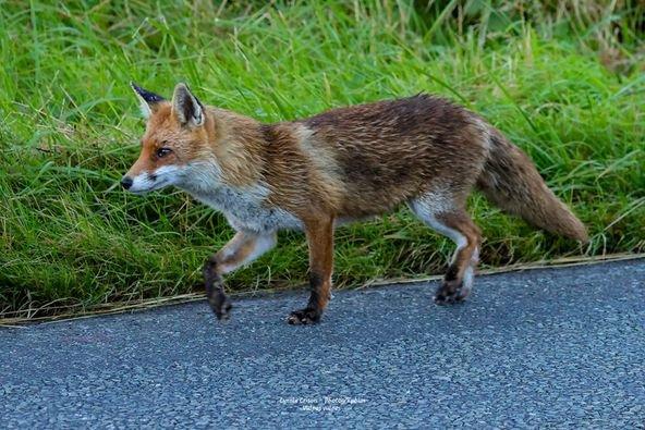 Renard roux, Vulpes vulpes,  rencontre en allant au boulot ce matin 6h00, ma petite mémère en chasse en bordure de route avec un petit que j'ai vu vite fait sur le bas côté, c'est lui qu'elle regarde, pas de photo pas eu le temps d'attendre.