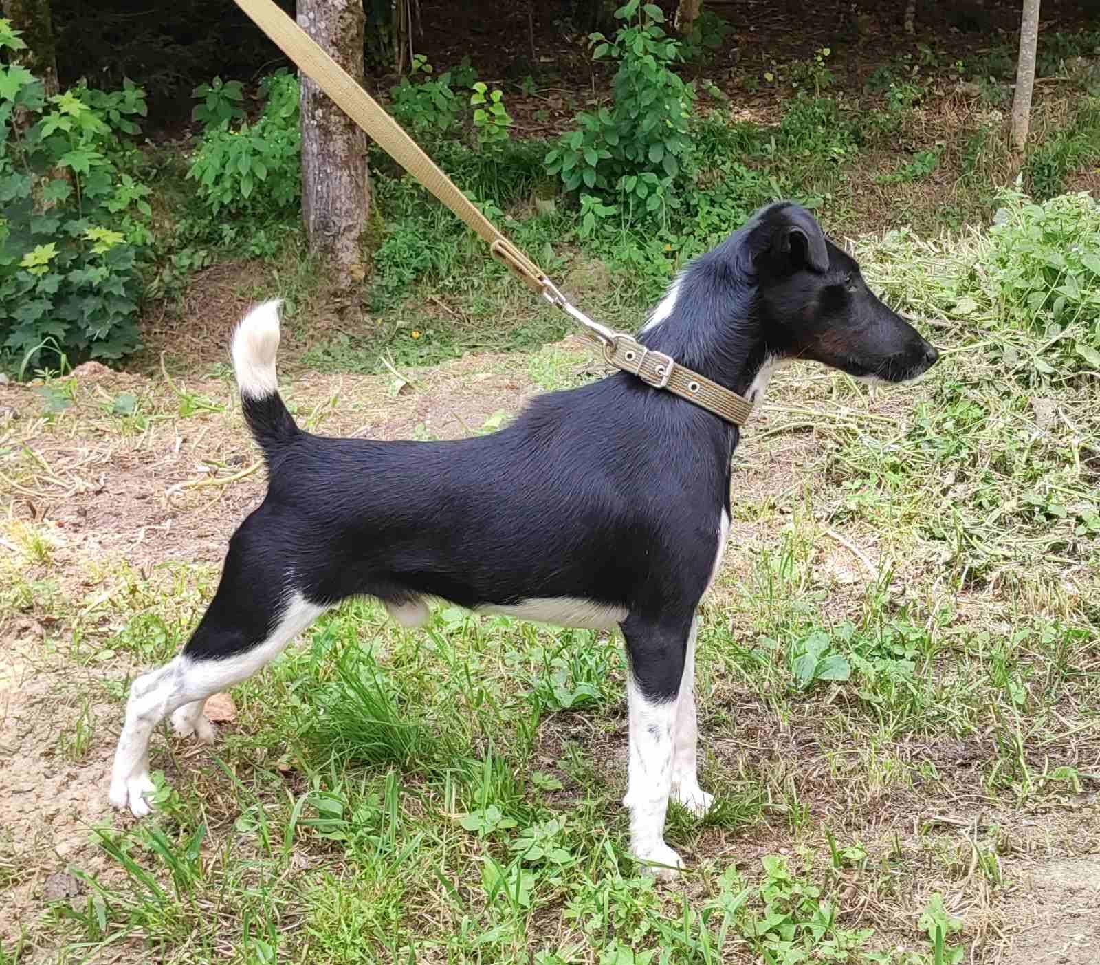 The Smooth Fox Terrier: A Hunter's Companion