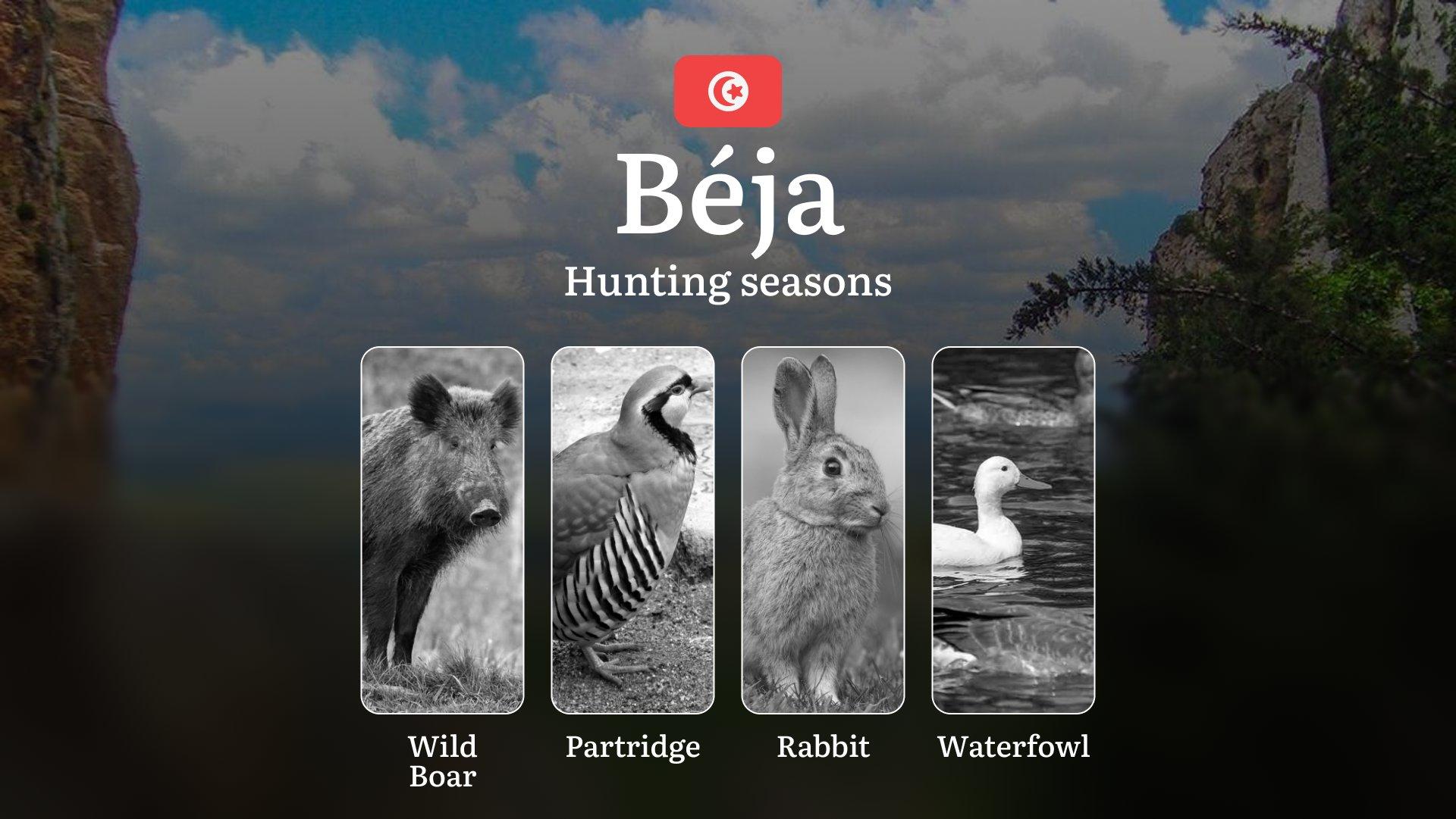 Hunting Seasons in BÉJA: Key Dates, General Rules, Protected Species, Required Licenses, Legal Consequences and Practical Recommendations